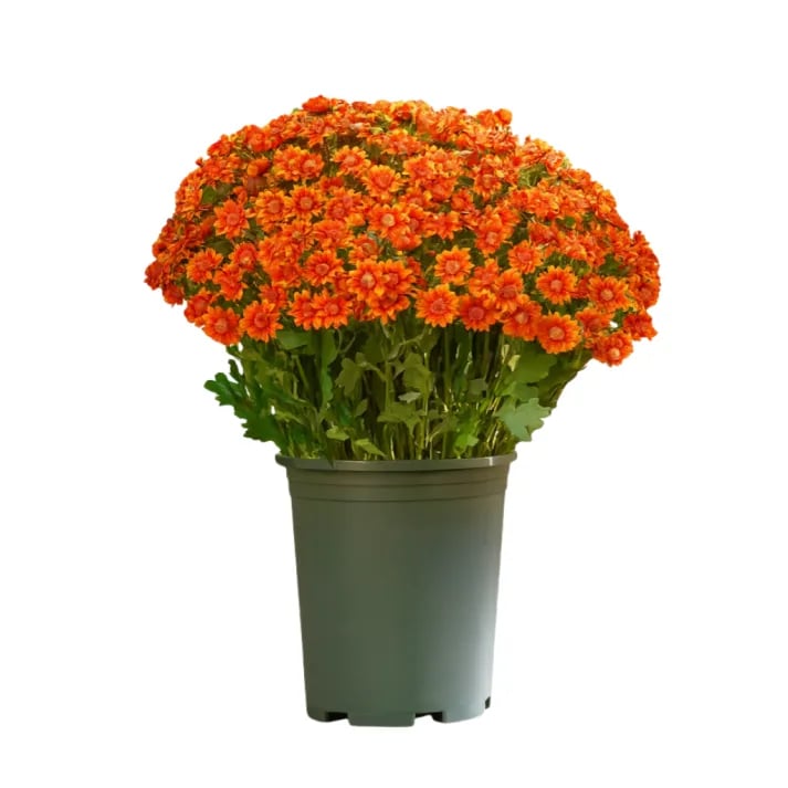 🏆Flash Sale⚡Artificial Outdoor Sunset Mums Flowers - UV resistant, Waterproof, Windproof