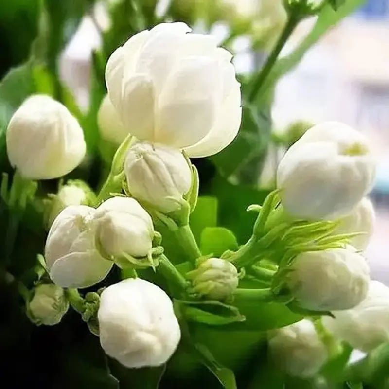 🌸Fragrant Jasmine Flower Seeds