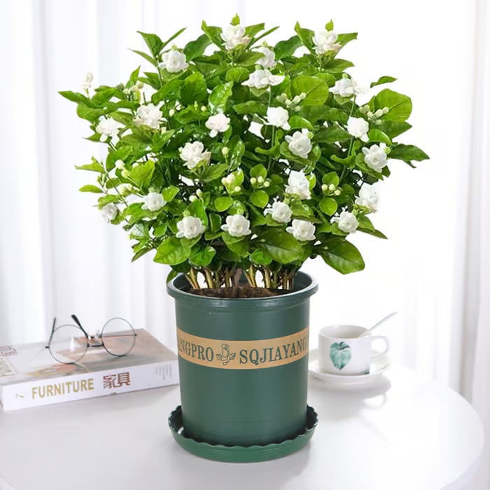 🌸Fragrant Jasmine Flower Seeds