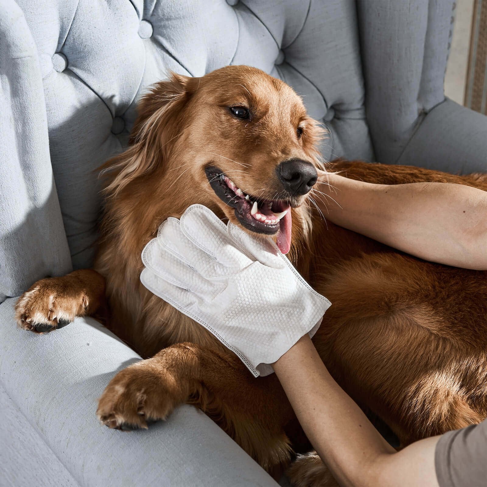 🔥Summer Solstice Flash Sale!🔥Odor-Removing Pet Grooming Gloves