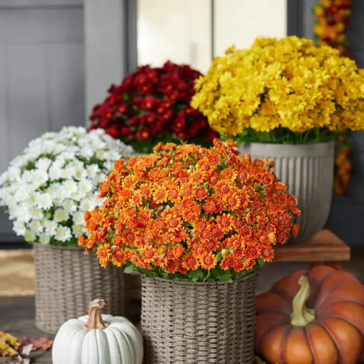 🏆Flash Sale⚡Artificial Outdoor Sunset Mums Flowers - UV resistant, Waterproof, Windproof