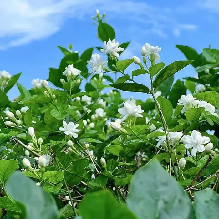 🌸Fragrant Jasmine Flower Seeds