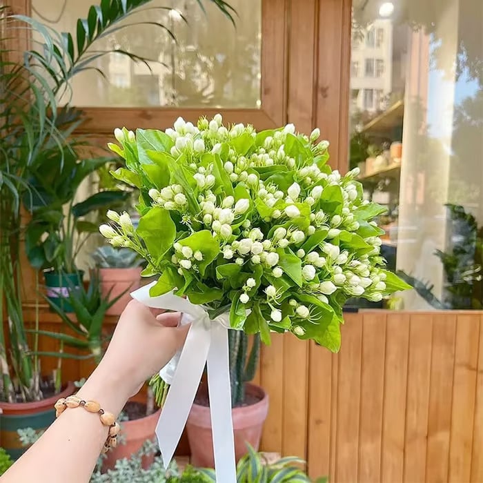 🌸Fragrant Jasmine Flower Seeds