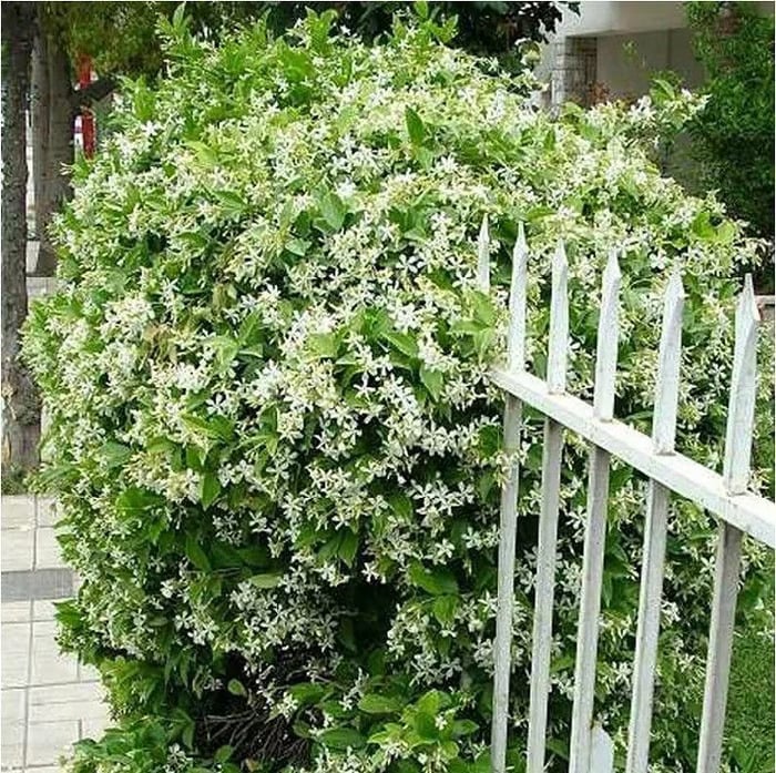 🌸Fragrant Jasmine Flower Seeds
