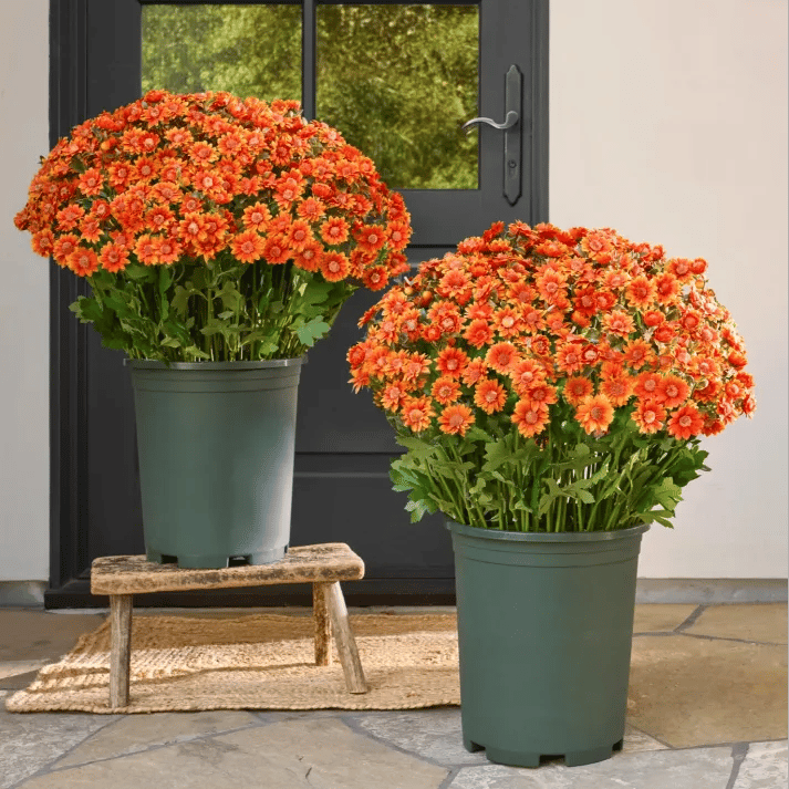 🏆Flash Sale⚡Artificial Outdoor Sunset Mums Flowers - UV resistant, Waterproof, Windproof