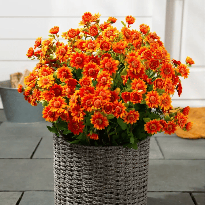 🏆Flash Sale⚡Artificial Outdoor Sunset Mums Flowers - UV resistant, Waterproof, Windproof
