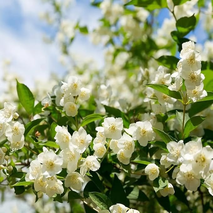 🌸Fragrant Jasmine Flower Seeds