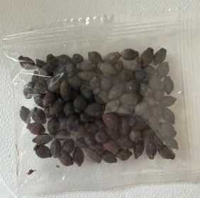 🌸Fragrant Jasmine Flower Seeds